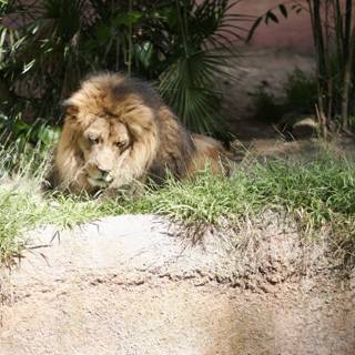 Majestic Lion Relaxing in the Zoo's Grass