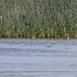 Wading Birds in Wetland Marsh at Yolo Bypass