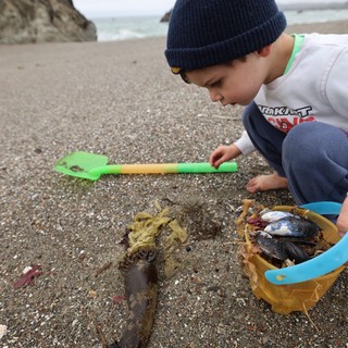 Young Explorer Discovers Ocean Treasures on Foggy Beach