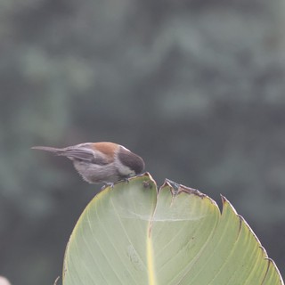 Chestnut-backed Chickadee Perched on Banana Leaf