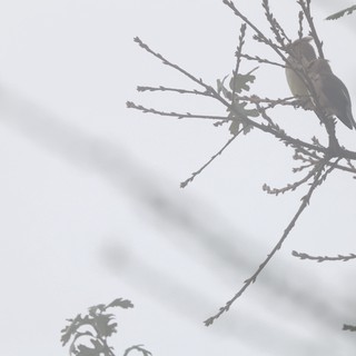 Solitary Bird Perched on Bare Winter Branch