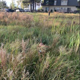 Lone Fire Hydrant in a Grassy Field