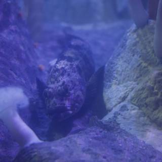 Mystical Depths: Underwater Spectacle at the Monterey Bay Aquarium