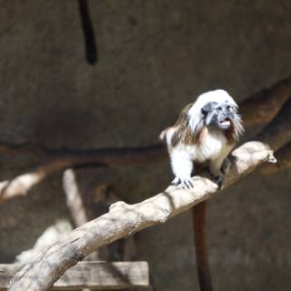 Curious Monkey in Zoo Enclosure