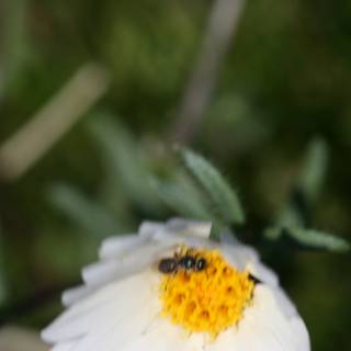Bee Collecting Pollen on a White Daisy Flower