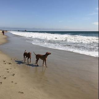 Sunny Stroll Along Huntington Dog Beach