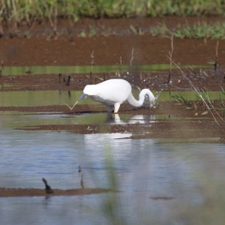 Royal Spoonbill Foraging in Shallow Wetland Waters