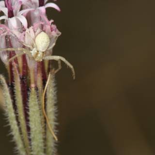 Garden Spider on Flower Stem