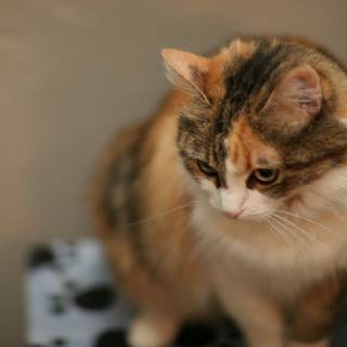 Calico Cat on a Box