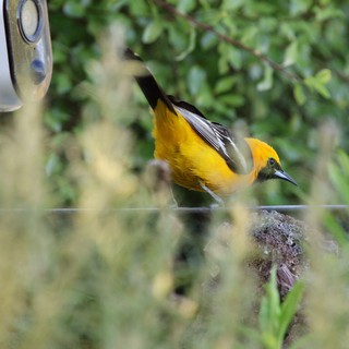 Hooded Oriole Perches Near Security Camera in Backyard
