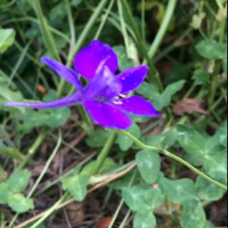 Purple Geranium in the Altadena Wilds