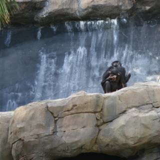 Majestic Ape at Waterfall