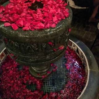 Red Petals Sprinkle Around Fountain