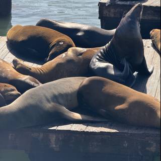 Maritime Melody: Sea Lions at Rest on San Francisco Dock
