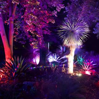 Enchanted Nightscape