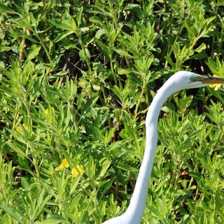 Great Egret Hunting in Wetland Vegetation