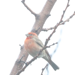 House Finch Perched on Winter Branch