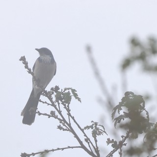 Scrub Jay Perched on Oak Branch in Overcast Light