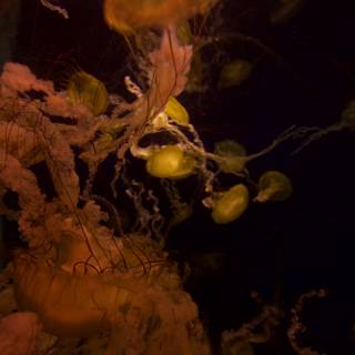 Mesmerizing Jellyfish at the San Diego Zoo Aquarium