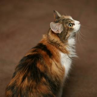Calico Manx Cat Admiring Hardwood Floor