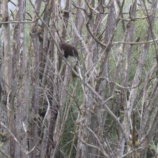Hidden Amongst the Branches