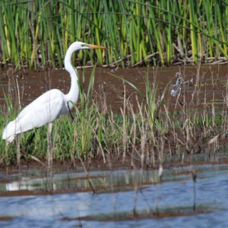 Great Egret Hunting in Wetland Marsh Grasses