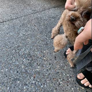 Cute Poodle Puppy in Sandals