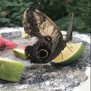 Butterfly Snacking on Watermelon