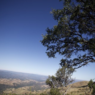 Oak Tree Vista Over Golden California Valleys