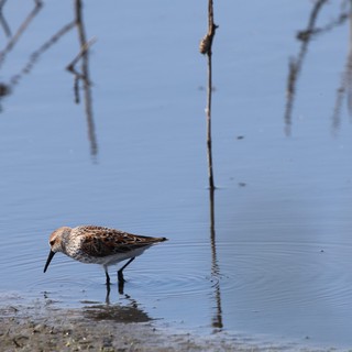 Little Stint Foraging in Shallow Wetland Waters