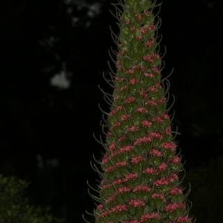 Pink Lupin in the Dark