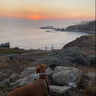 Overlooking the sea with man's best friend