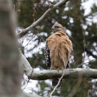 Red-Shouldered Hawk Perched in Winter Tree