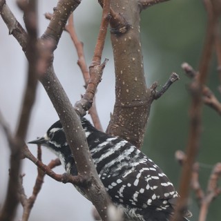 Downy Woodpecker Foraging Among Winter Branches