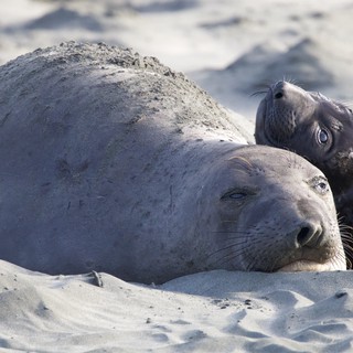Elephant Seal Mother and Pup Bonding on Beach