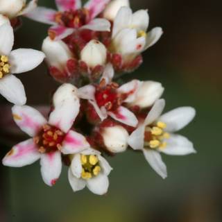 Pink and White Geranium Blossom