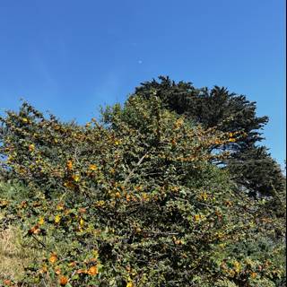 Blooming Oak Tree under Blue Skies