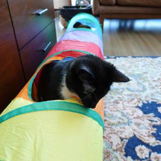 Feline Fun in a Colorful Tube