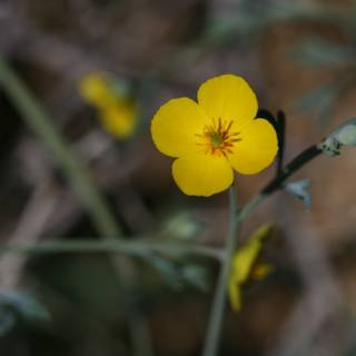 A Lone Yellow Geranium Flower