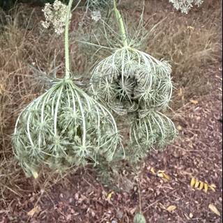 Whispers of Wild Apiaceae