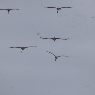 Flock of Sandhill Cranes Soaring Through Overcast Sky
