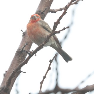 Male House Finch Perched on Winter Branch