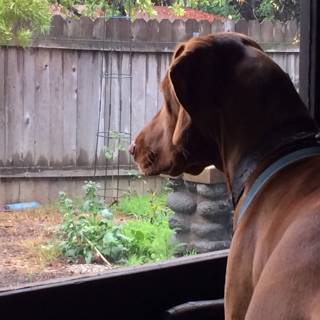 Pointer Pup Contemplates Backyard Adventure