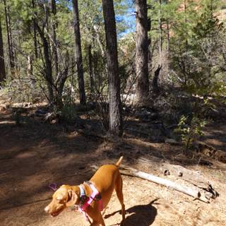 Pink Leashed Vizsla on a Wild Adventure in the Woods