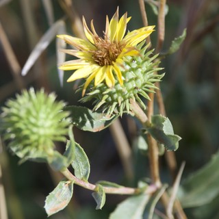 Spiny Sunflower Buds at Mount Diablo Wilderness