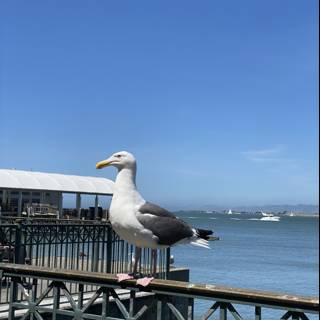 Seagull's View at Ferry Building, San Francisco