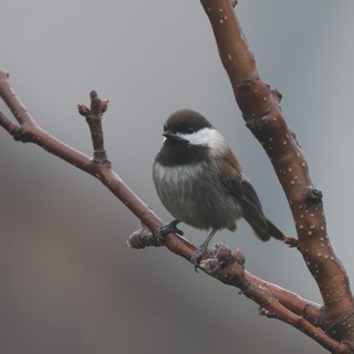 Boreal Chickadee Perched on Snowy Winter Branch