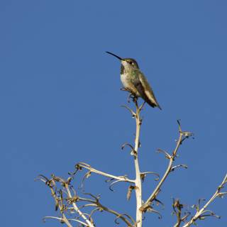 Serene Morning Hummingbird Perch
