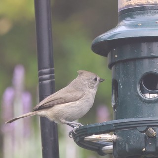 Tufted Titmouse Perched on Backyard Bird Feeder