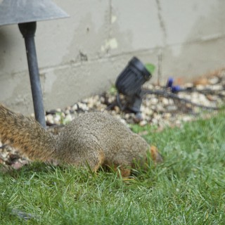 Two Squirrels Foraging in Backyard Garden